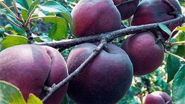 Описание сорта абрикоса Черный принц и его характеристики, вкусовые качества и агротехника