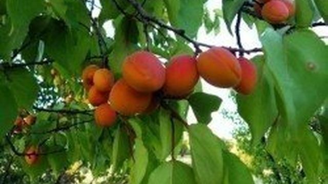 Сорта абрикоса