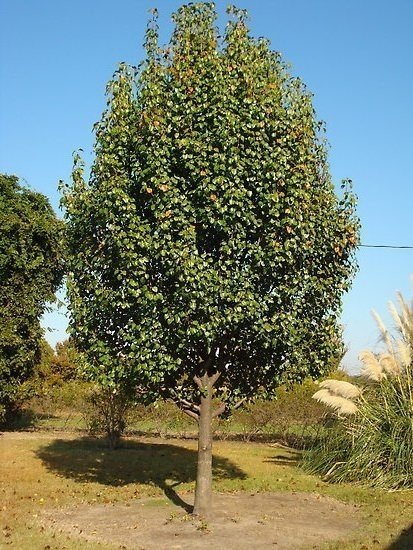 Груша уссурийская дерево