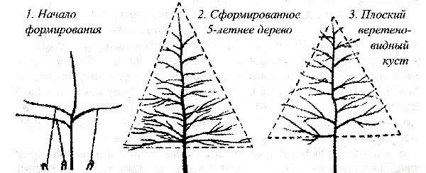 Пирамидальная крона дерева формирование