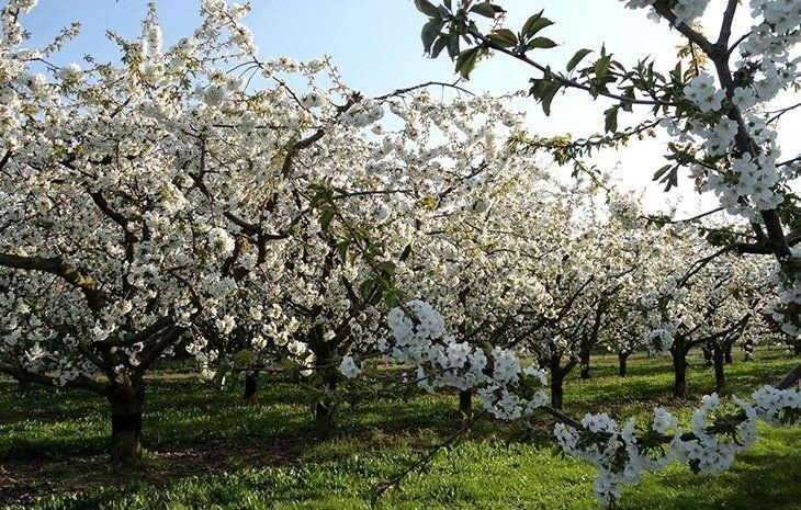 Парк коломенское яблоневый сад цветут