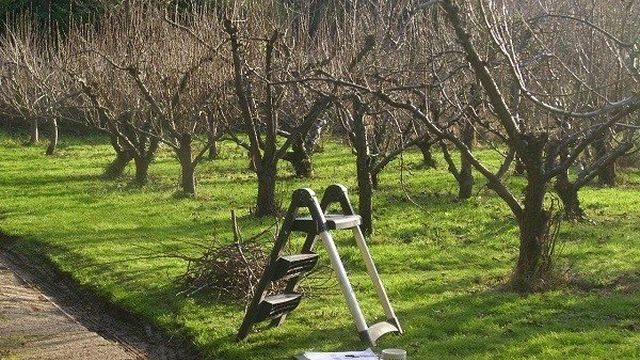 Как выполнять обрезку карликовых яблонь: основные методы формирования весной, летом и осенью