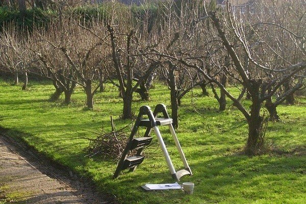 Ясная поляна яблоневый сад