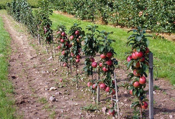 Плоды на колоновидных яблонях