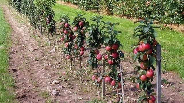 Особенности обрезки колоновидных яблонь осенью