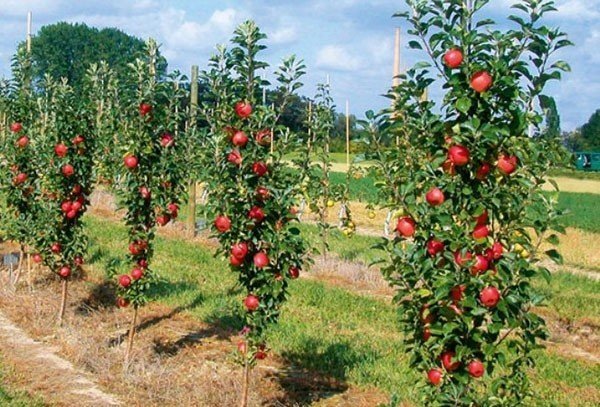 Выращивание колоновидных яблонь