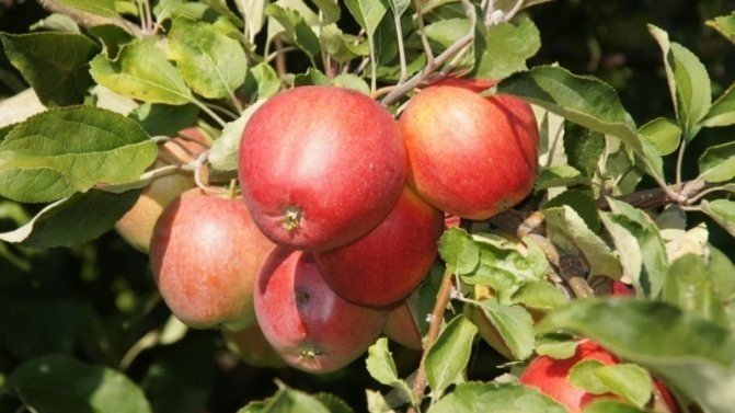Сорт яблок пепин шафран