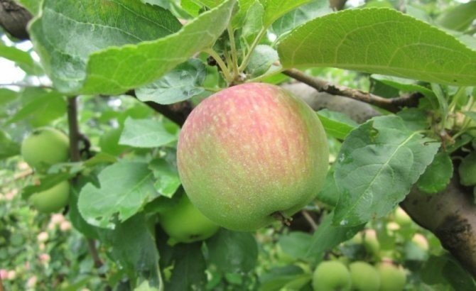 Сорт яблони боровинка