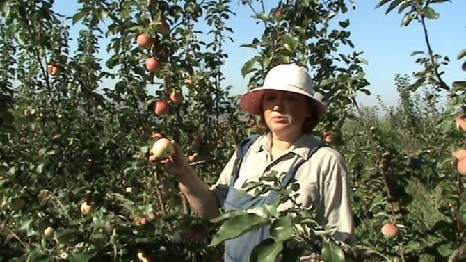 Урожай яблок в саду