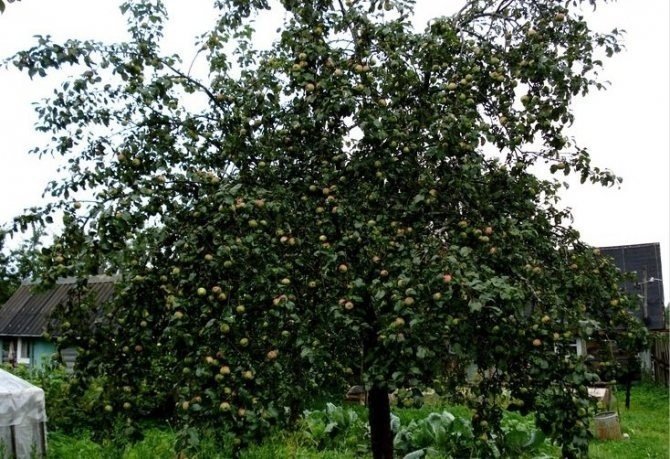 Яблоня боровинка дерево
