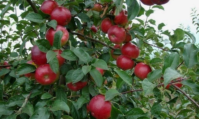 Яблоня сорт коваленковское