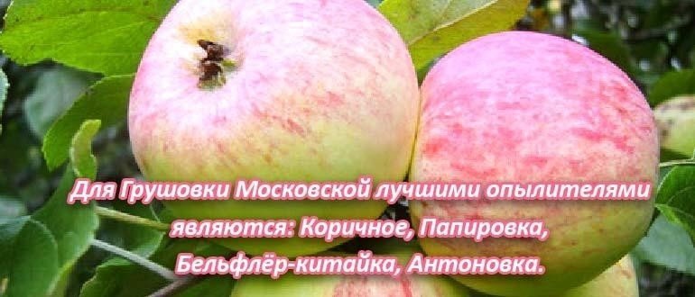 Яблоня сорт грушовка московская