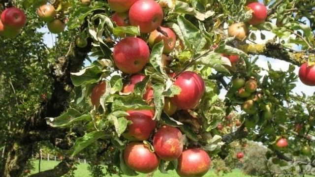 Яблоня «Солнцедар»: описание плодов и тонкости посадки