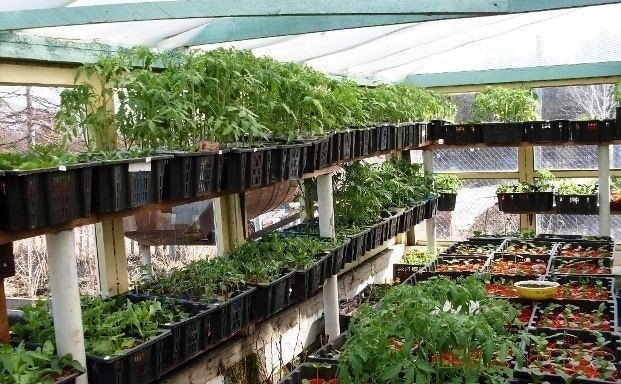 Greenhouse hydroponics outside
