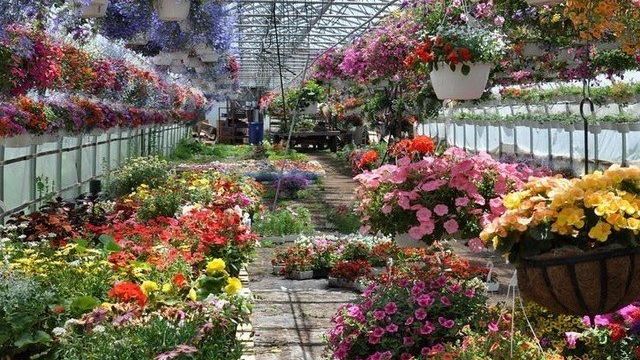 Цветочные Теплицы: Выращивание Как Бизнес Круглый Год Своими Руками > Видео