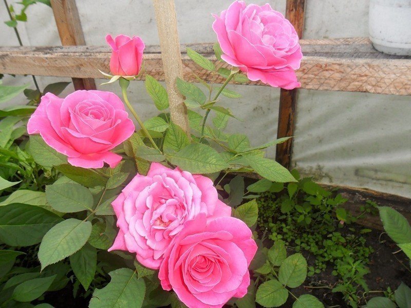 Розы флорибунда выращивание в теплицах