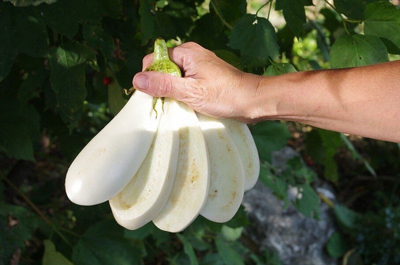 Плод баклажана белый