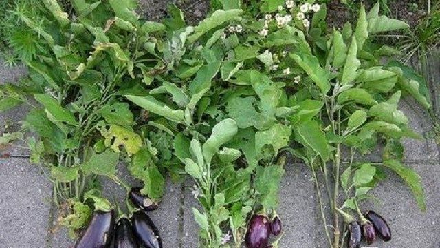 Баклажан Алмаз: описание и характеристика сорта, урожайность с фото