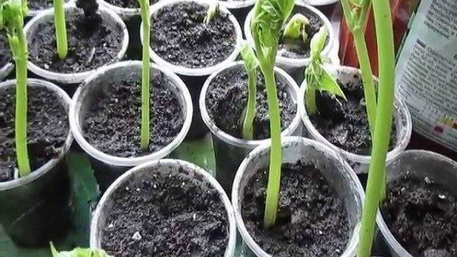 Как правильно выращивать фасоль в домашних условиях, поэтапно для начинающих
