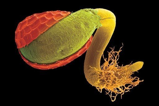 Семена под микроскопом