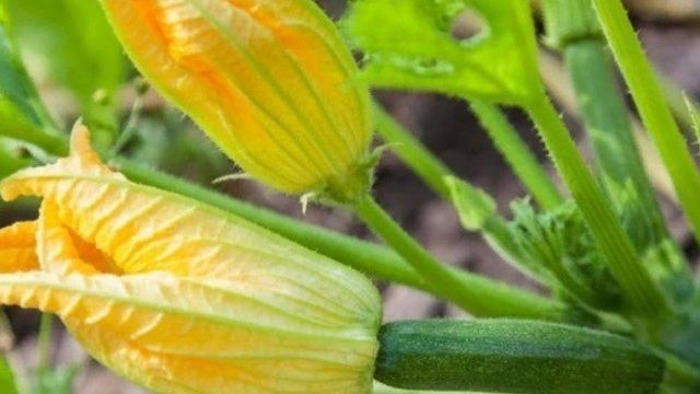 Не высаживайте их рядом с тыквой: советы опытных огородников по выращиванию кабачков