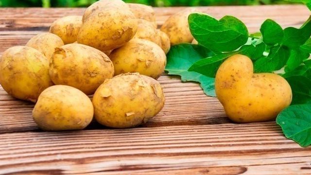 Сорта картофеля в Беларуси: Вектор, Зорачка, Янка, фото и описание
