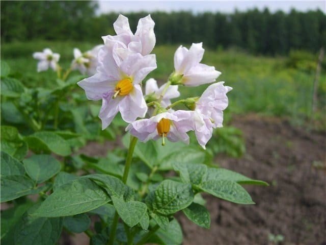 Картофель коломбо цветки