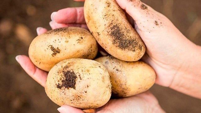 Описание раннего сортового картофеля Коломбо