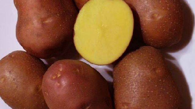 Сорт картофеля Беллароза — описание, фото, характеристика, посадка, уход