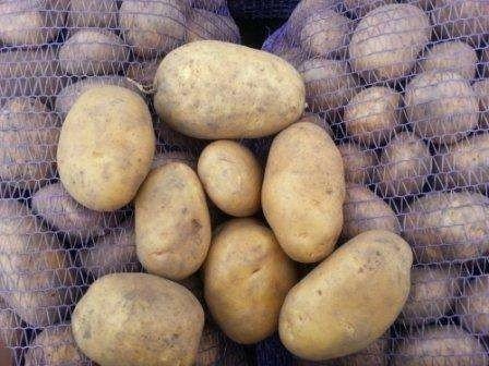 Картофель семенной адретта сетка