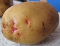 Сорт картофеля синеглазка