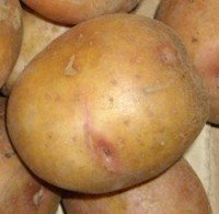 Сорт картофеля жуковский ранний