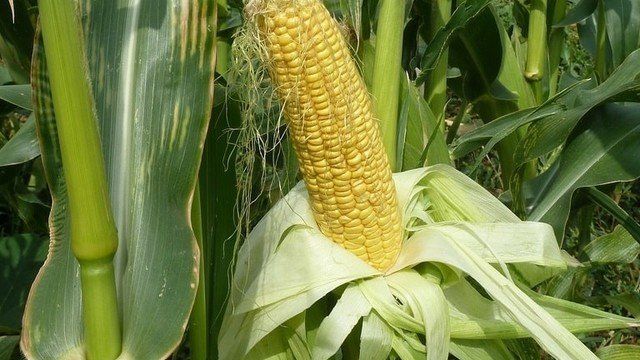 Бизнес идея выращивание кукурузы с расчетами