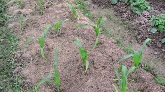 Как посадить и вырастить кукурузу на даче