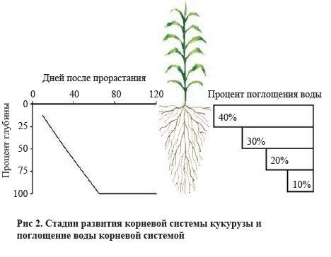 Корневые системы растений