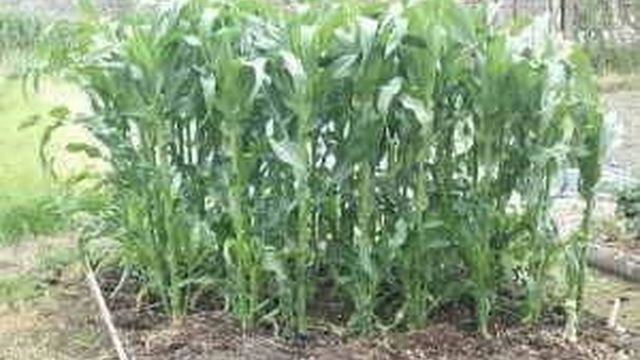 Выращивание кукурузы рассадным и безрассадным способом