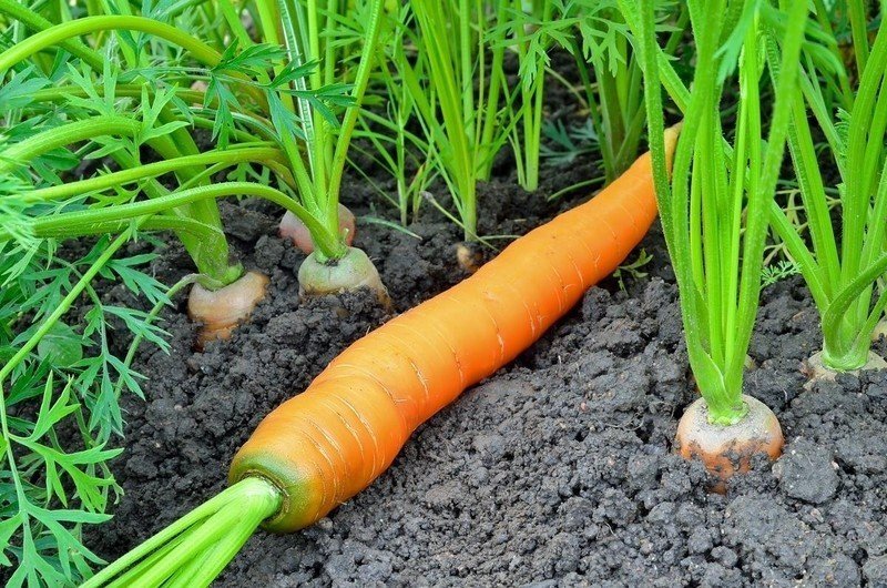 Подзимний посев моркови