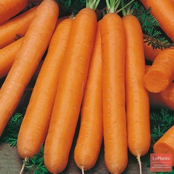 Морковь император