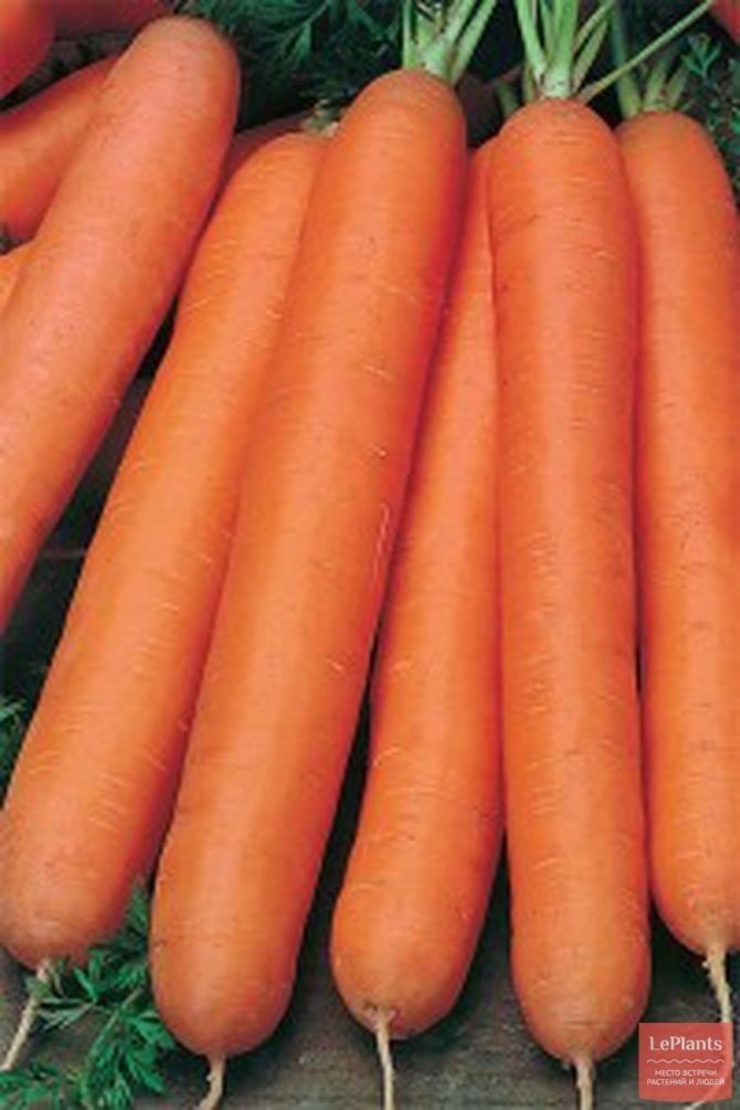 Морковь красный великан