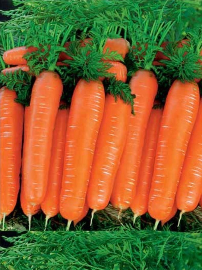 Морковь нантская улучшенная