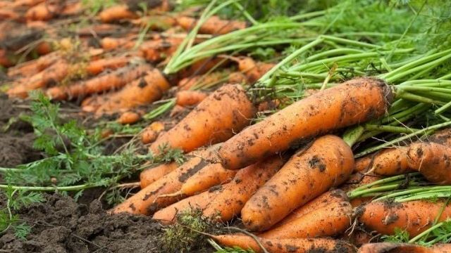 Ранние сорта моркови для Урала и другие нюансы выращивания: каковы лучшие и хорошие виды корнеплода, когда осуществляют посадку, почему необходимо соблюдать сроки