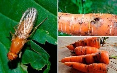 Средства от луковой мухи и морковной мухи