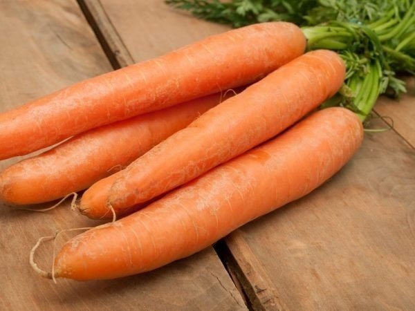 Сорт наполи раннеспелые сорта моркови