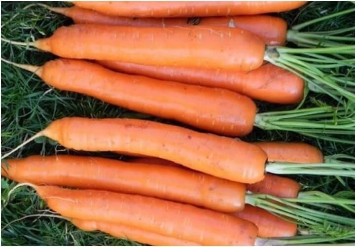 Морковь сорт ксмберра