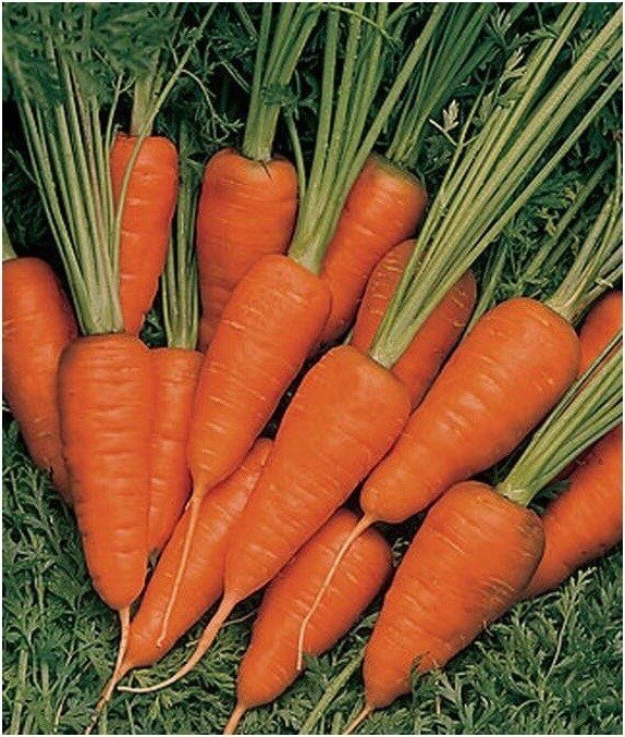 Морковь сорт тангерина