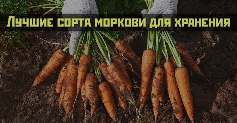 Секрет выращивания крупной моркови