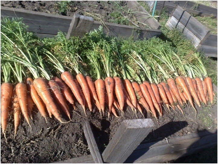 Сорт моркови «сластена»
