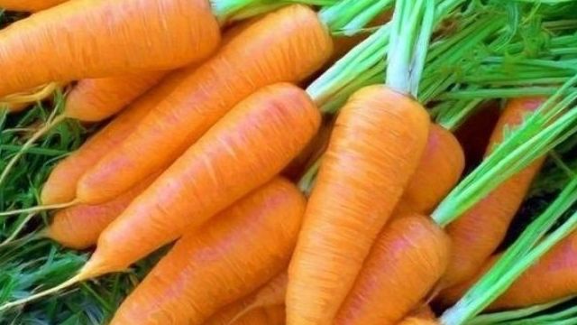 Сажаем и выращиваем крупную морковь
