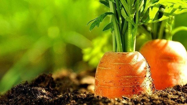 Технология посадки моркови весной в открытый грунт