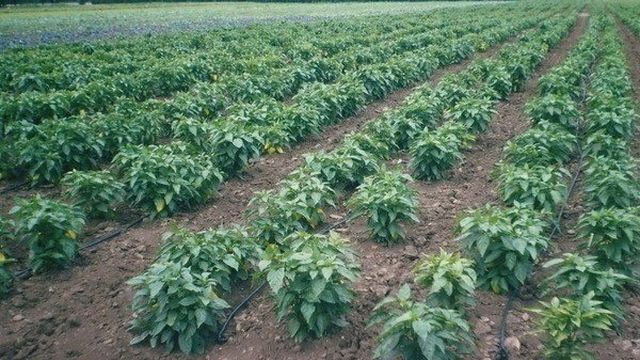 Перец Ратунда: ТОП правила выращивания сорта, описание, фото